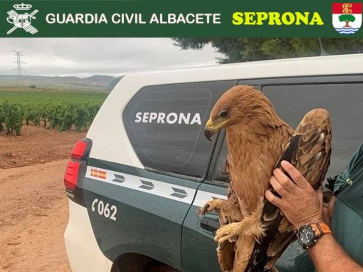 Dos águilas en peligro de extinción son rescatadas en Fuente Álamo y Caudete (Albacete)