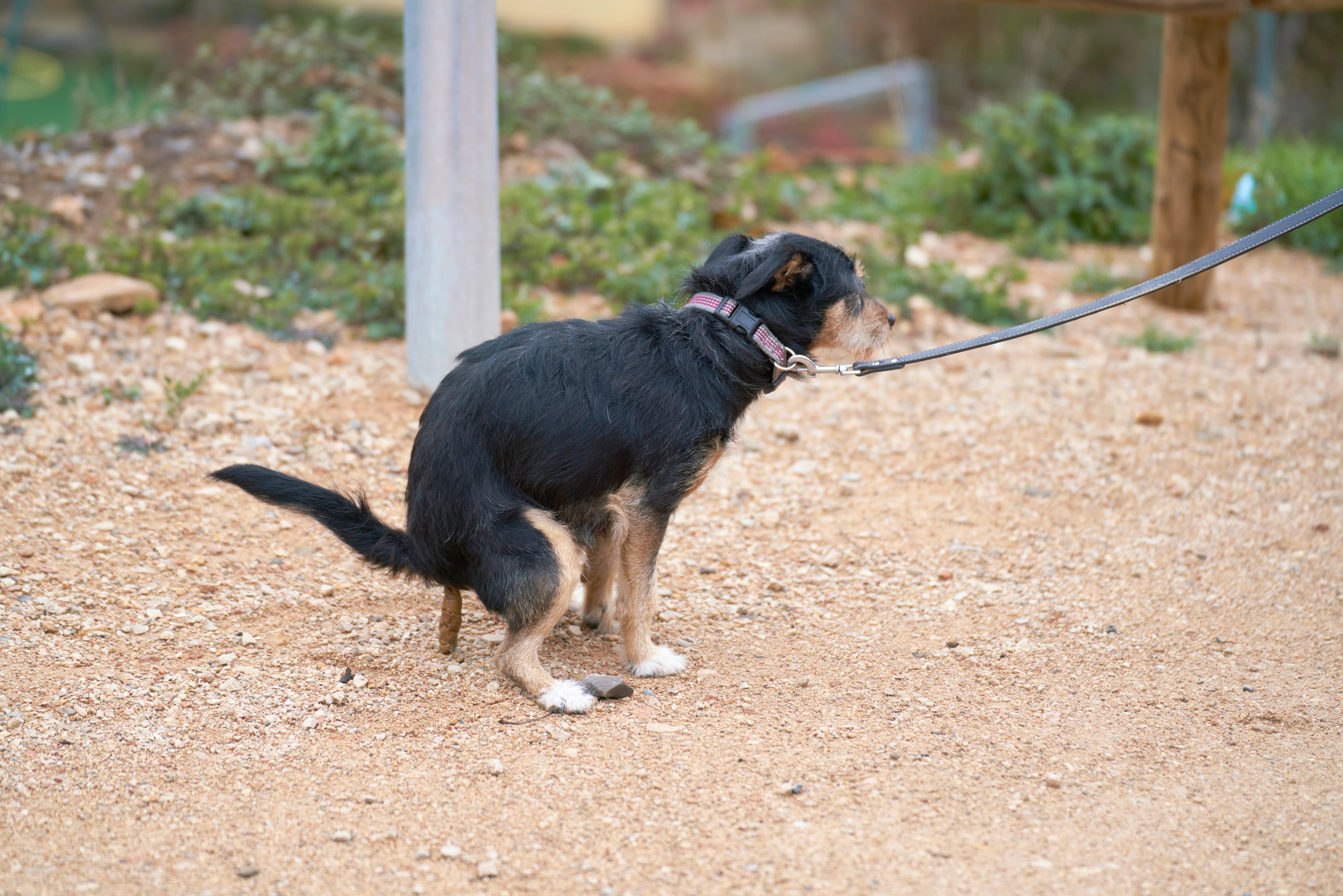 Las sanciones por no recoger los excrementos de los perros oscilan entre los 500 y los 10.000 euros, y pueden llegar hasta los 50.000 euros si es reincidente.