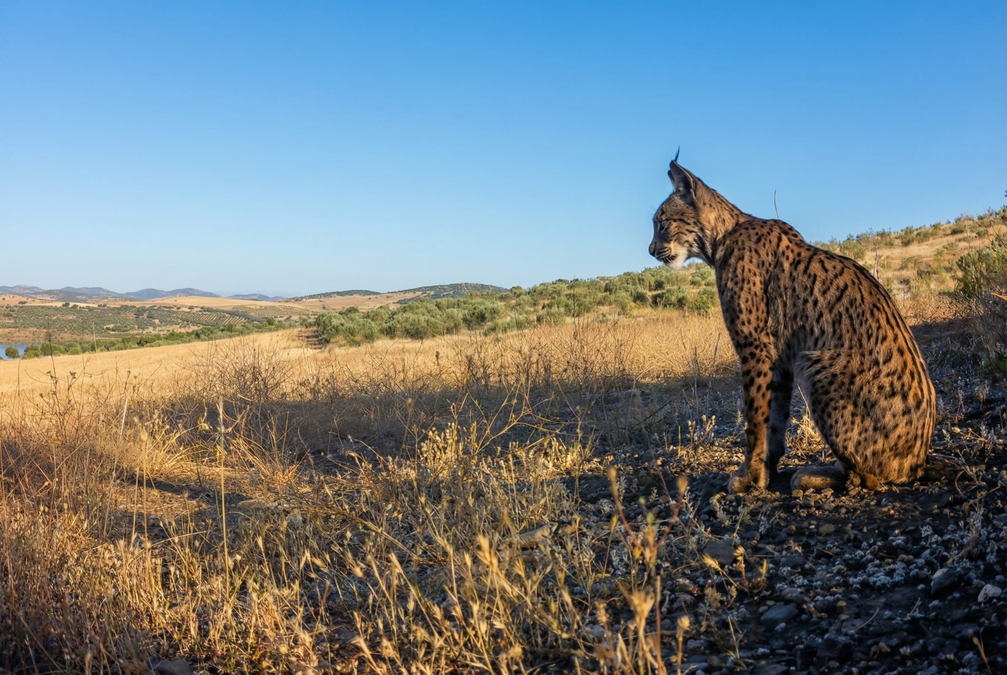 Ejemplar de lince ibérico en la finca "Las Tiesas" de Viso del Marqués