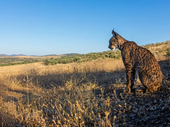 Ejemplar de lince ibérico en la finca "Las Tiesas" de Viso del Marqués
