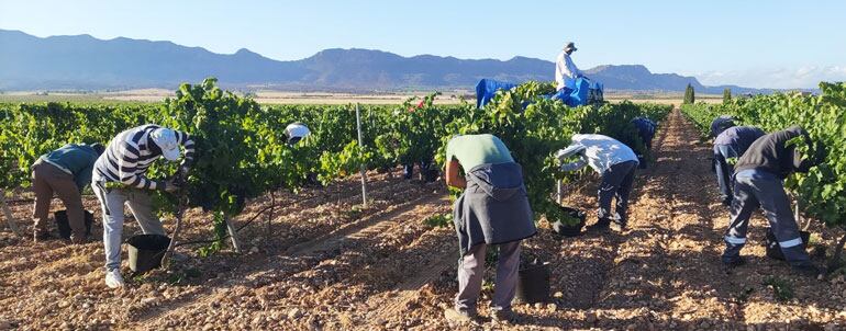 La vendimia se adelanta en Segovia por las altas temperaturas de septiembre