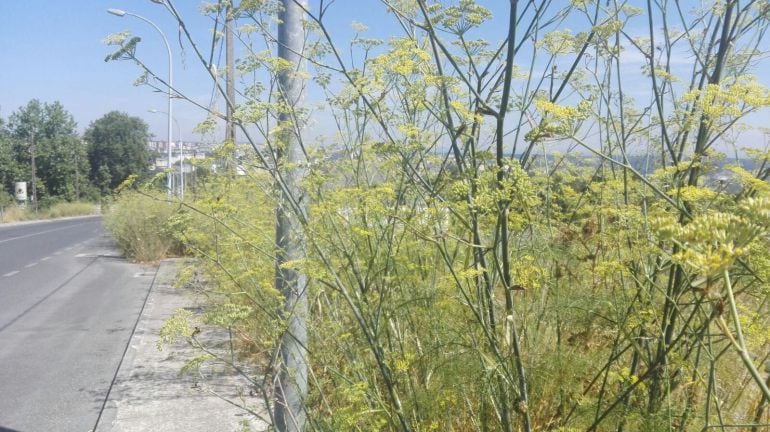 Maleza en la carretera vieja de Santiago