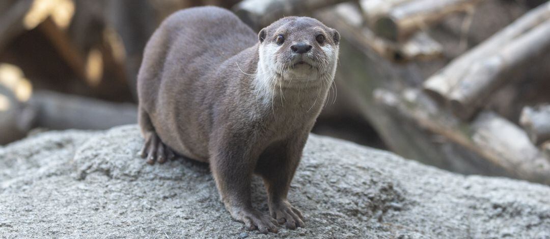 Una nutria