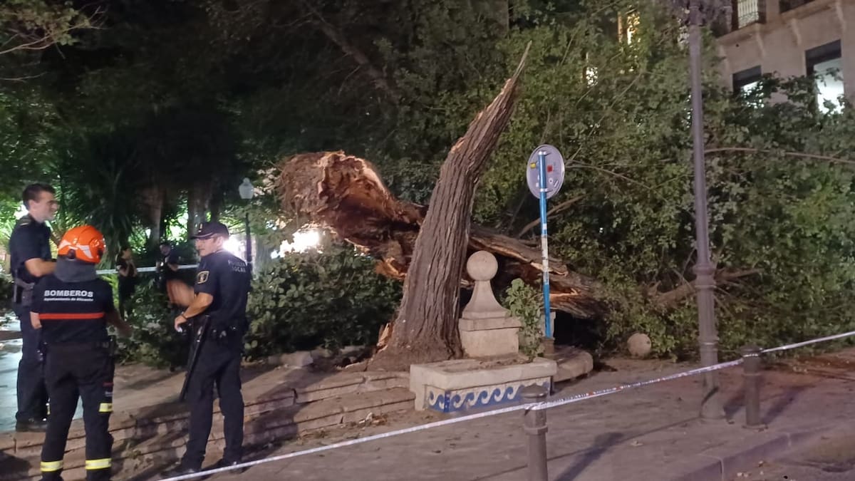 Raúl Ruiz (PSOE), Rafa Mas (Compromís) y Manolo Copé (EU Podem) critican la gestión del arbolado tras la caída de un olmo centenario en la Plaza Gabriel Miró