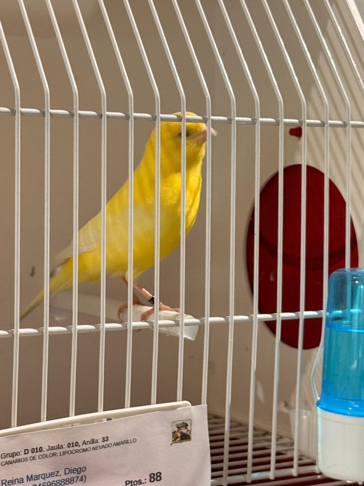 Un ejemplar de canario