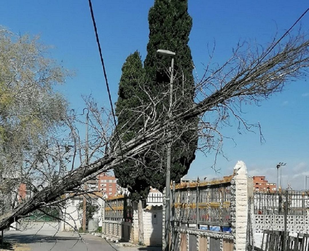 Un árbol derribado por el viento en Patiño