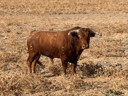 Uno de los toros, de la ganadería de Julio de la Puerta, para los espadas de la corrida del día 1