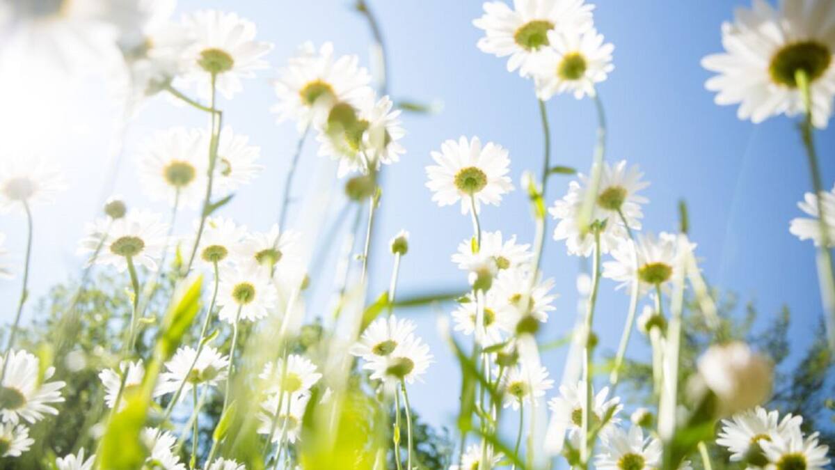 La primavera será cálida y seca en las Pitiusas