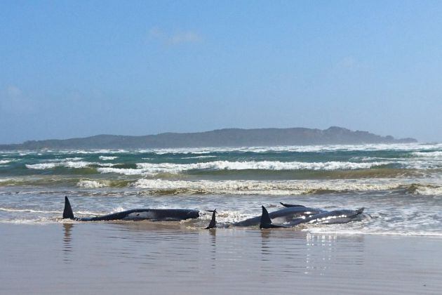 Varias ballenas piloto encalladas en Macquarie Harbour.