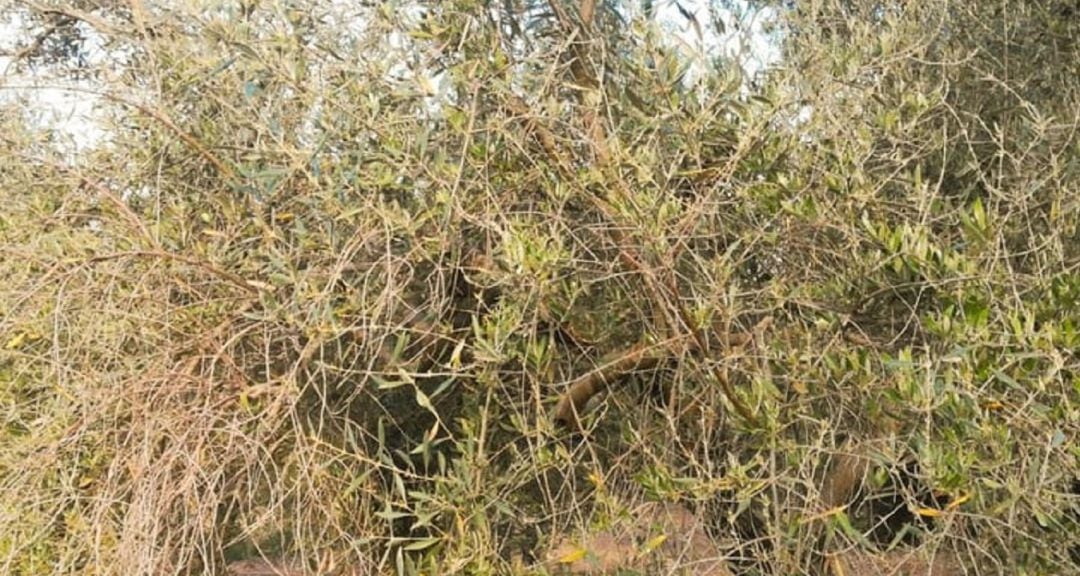 Olivar de la provincia dañado por el uso de herbicidas de preemergencia.