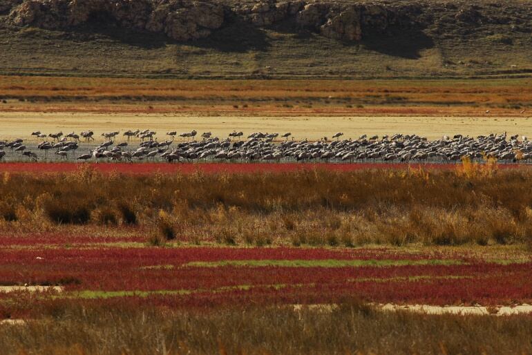 Grullas en unas orillas pobladas de salicornias y carrizos, como formando una bandera.