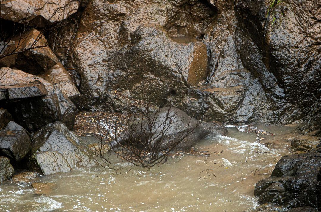 Uno de los elefantes que cayó desde la cascada. 