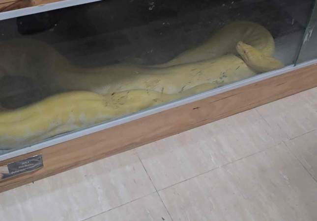 El mordisco de una serpiente destapa un piso con reptiles y perros peligrosos en Roquetas de Mar.