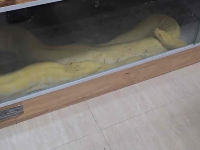 El mordisco de una serpiente destapa un piso con reptiles y perros peligrosos en Roquetas de Mar.