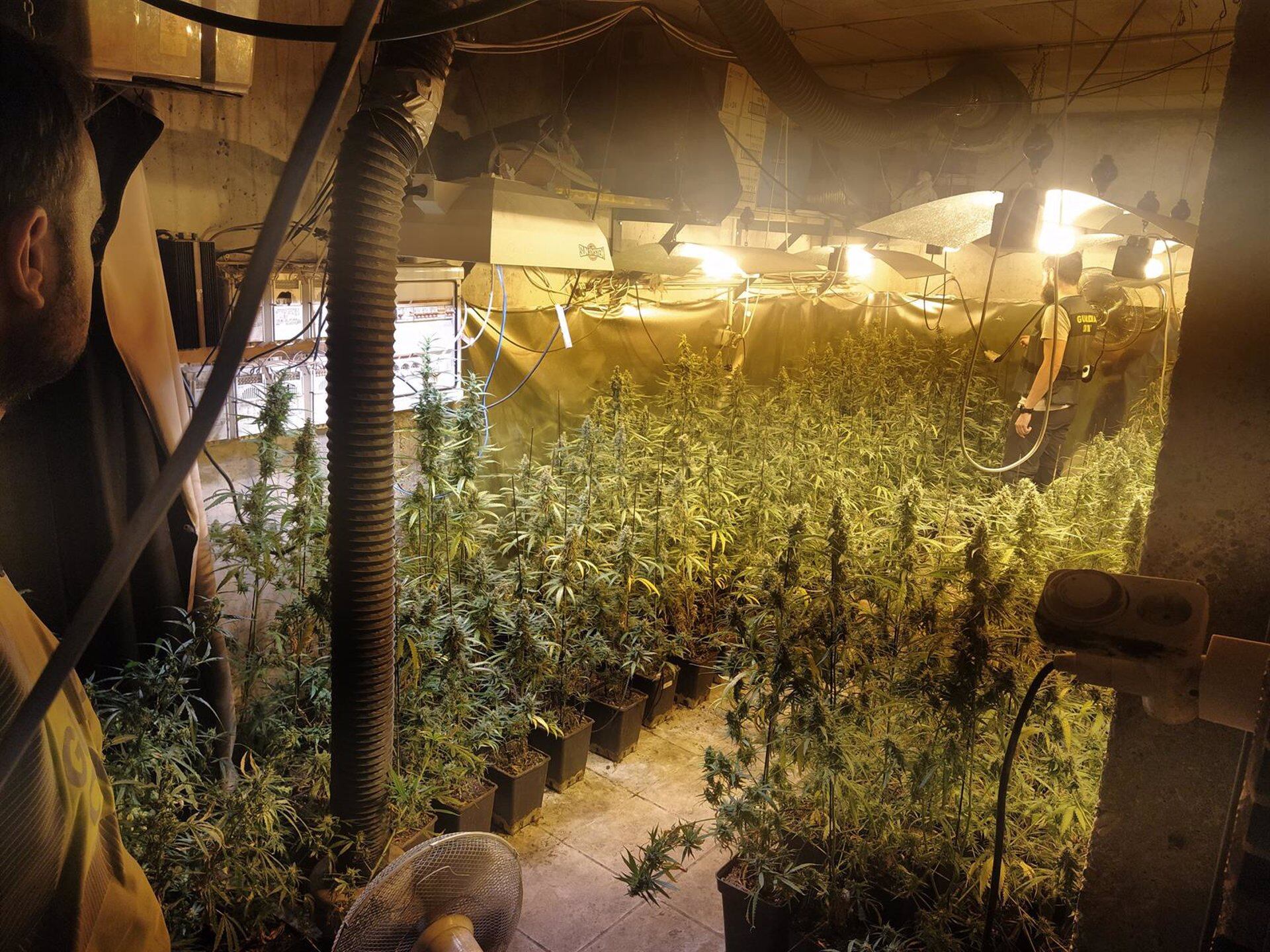 Plantación indoor de marihuana.