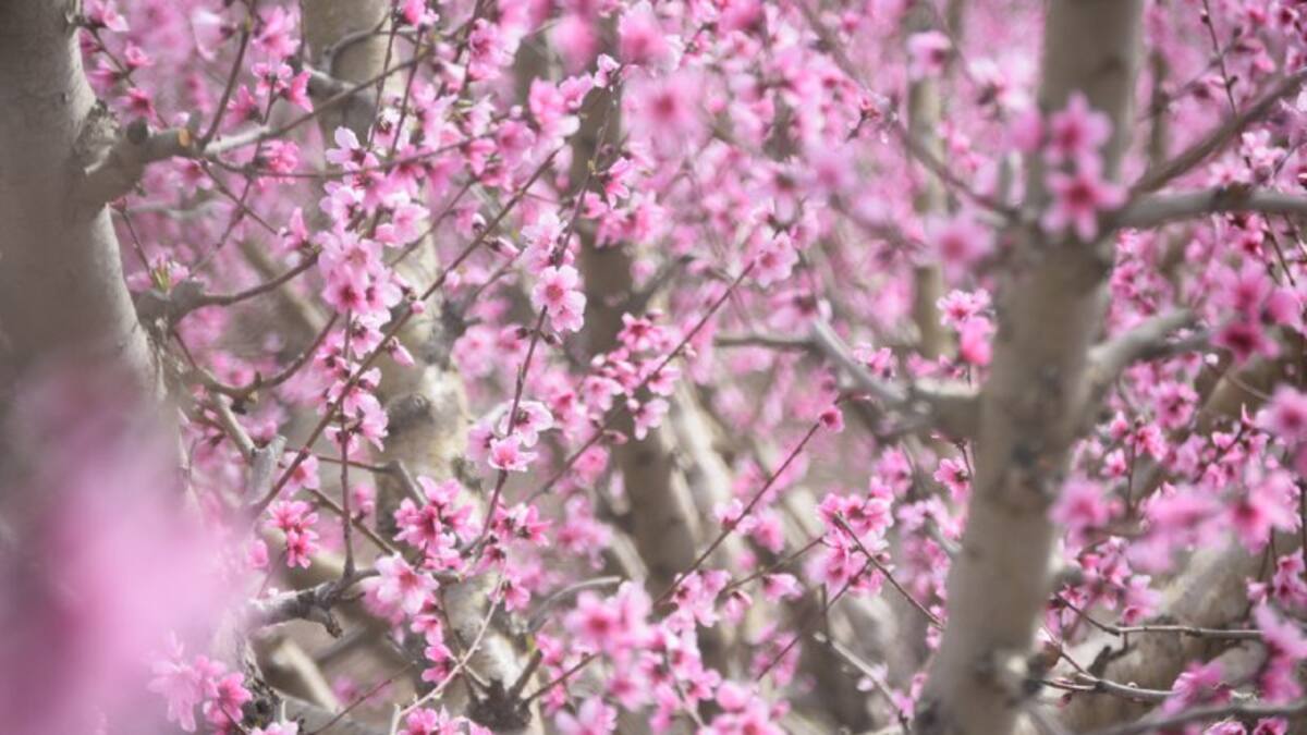 La floración en Cieza alcanza su apogeo