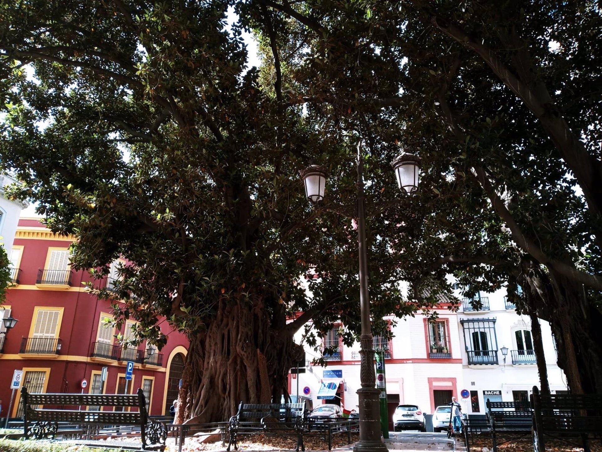 Uno de los ficus de la Plaza Cristo de Burgos/AG