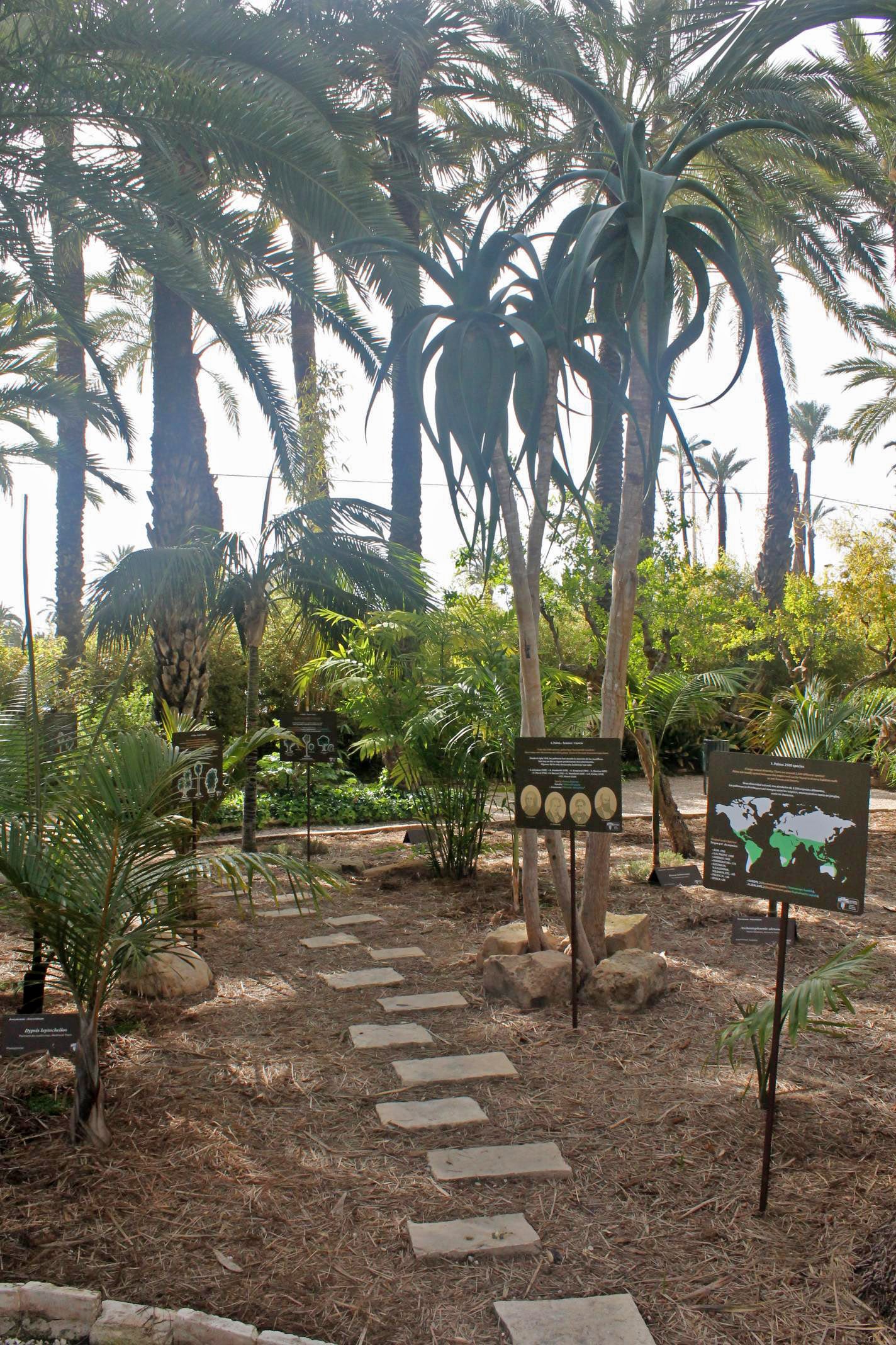 Academia de Palmeras Huerto del Cura Elche