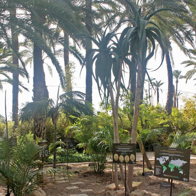 Academia de Palmeras Huerto del Cura Elche