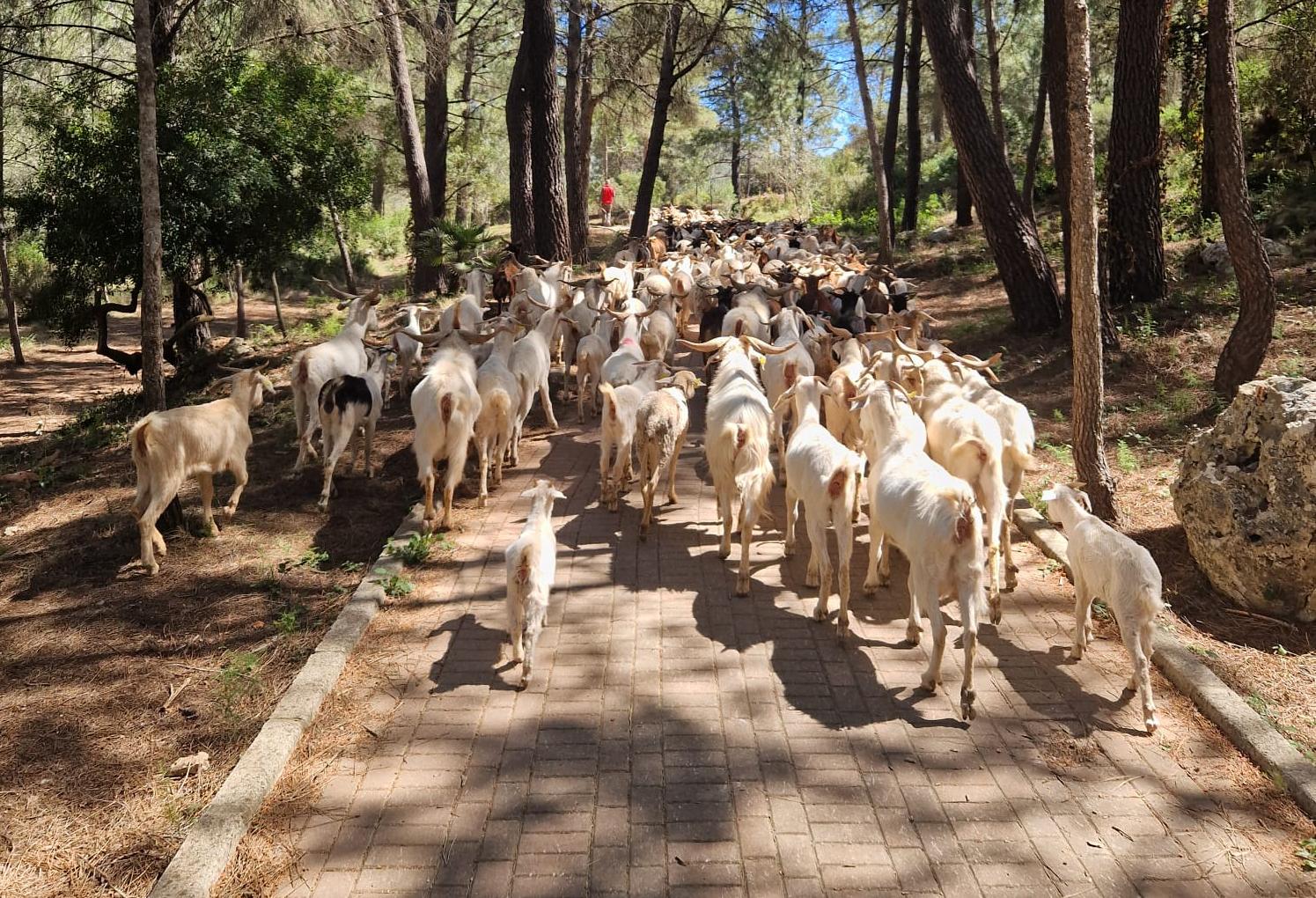 Rebaño que se encargará de limpiar el paraje del Parpalló Borrell.