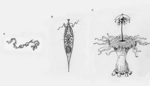 La investigación plantea un enfoque evolucionista en el resto de planetas.