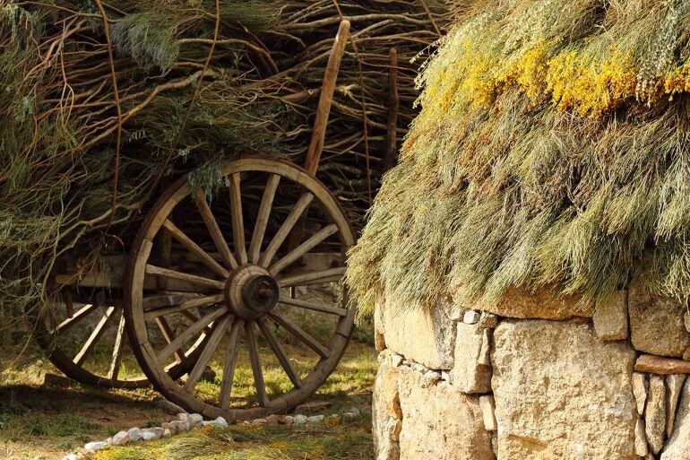 El Festival del Piorno en Flor se ha convertido en una importante cita turística en Gredos 