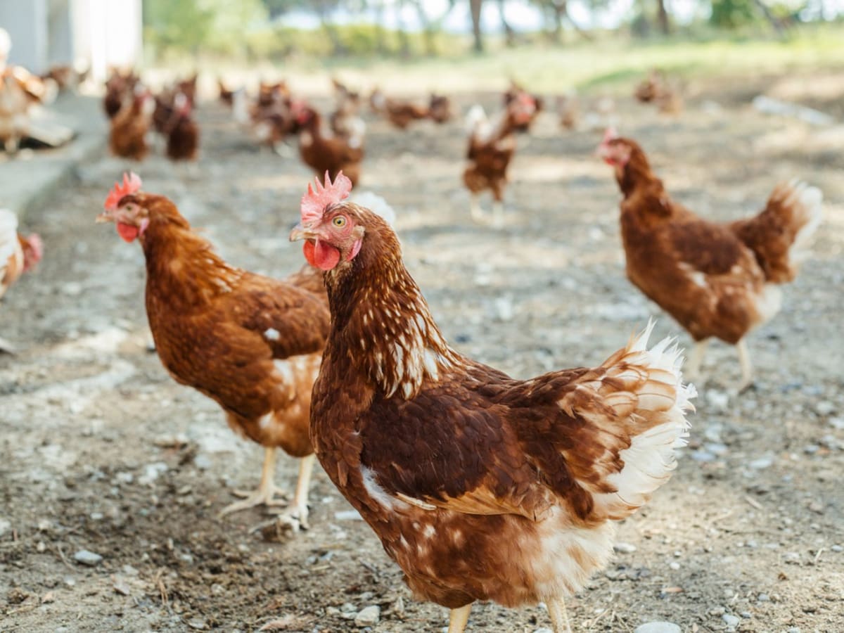 Agricultura levanta el confinamiento general de aves de corral por la mejora de la gripe aviar