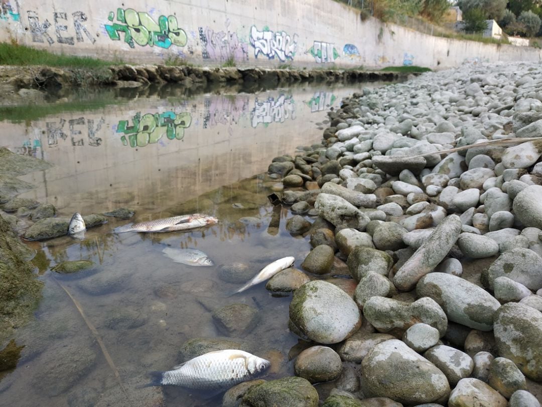 Peces muertos en el Serpis en este octubre de 2020