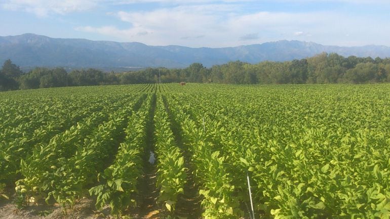 Cultivos de tabaco en el norte de Extremadura