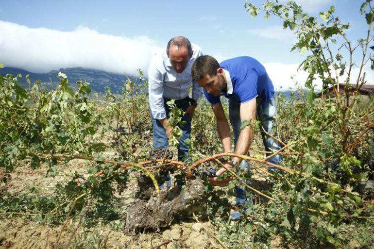 Ramiro González ha visitado alguno de los viñedos afectados