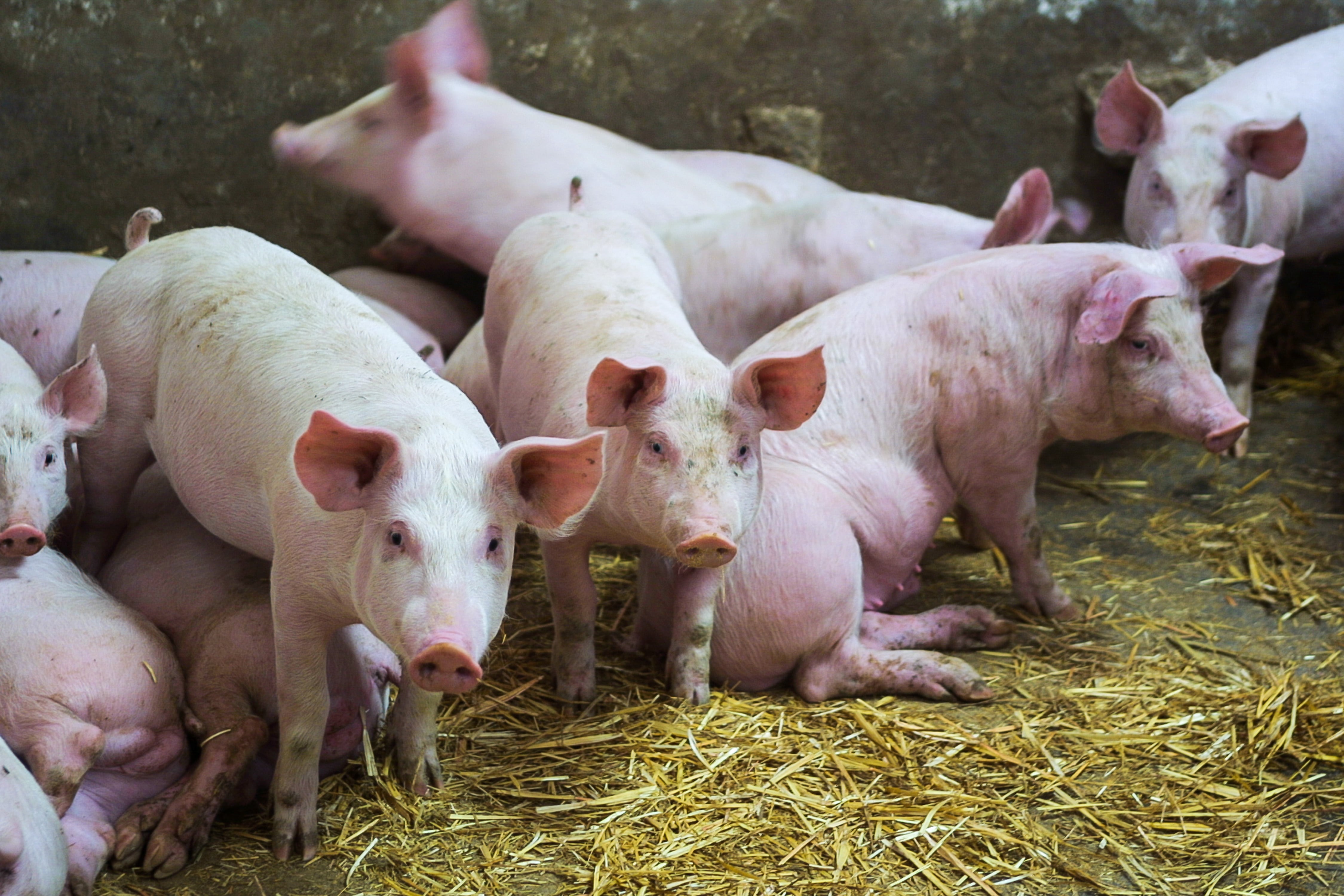 Breeding pigs for human consumption on a farm.