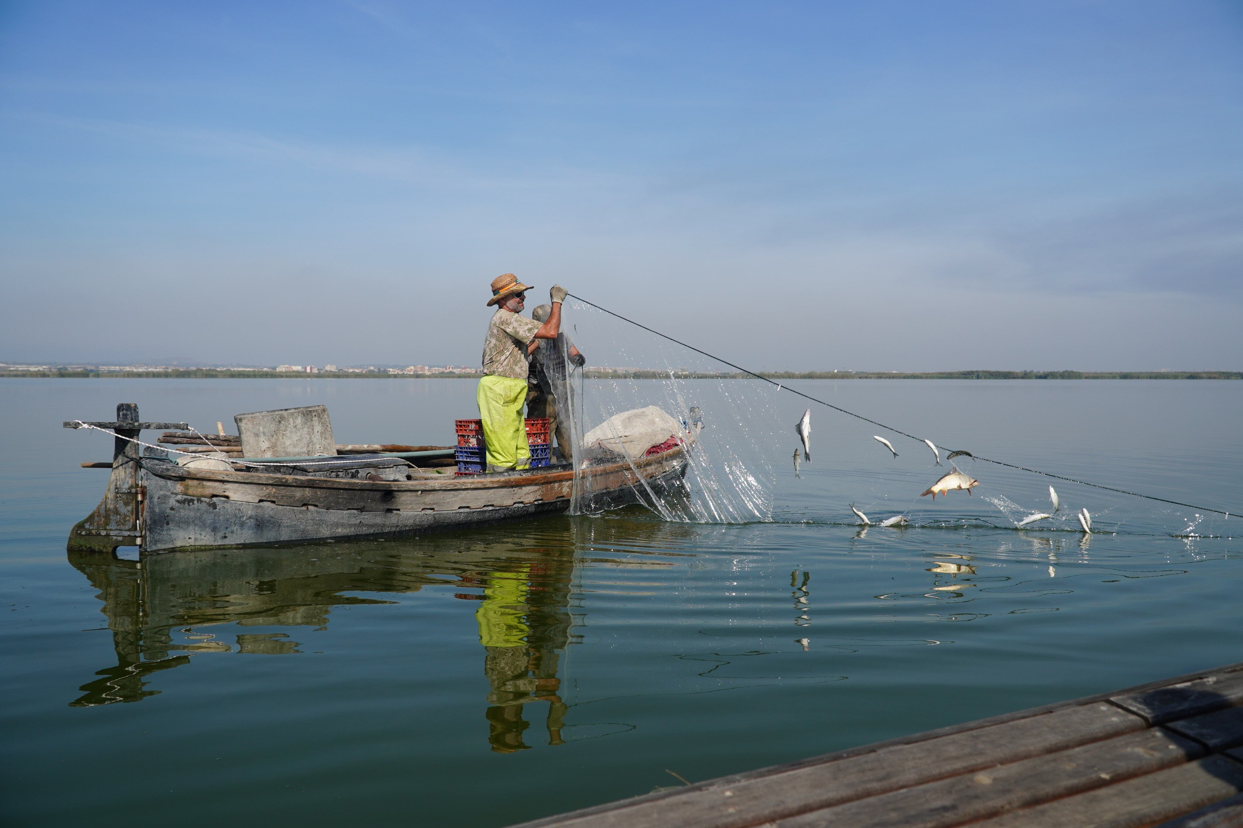 La CHJ estudia la cantidad de peces presentes en l’Albufera.