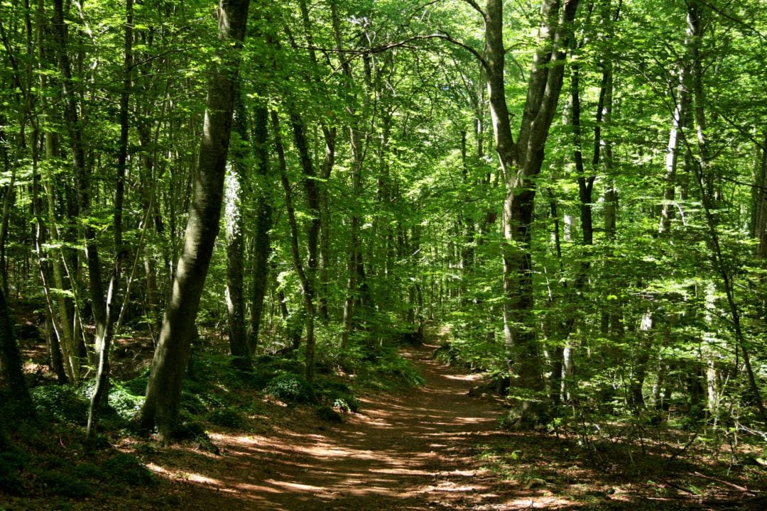 La Fageda d&#039;en Jordà 