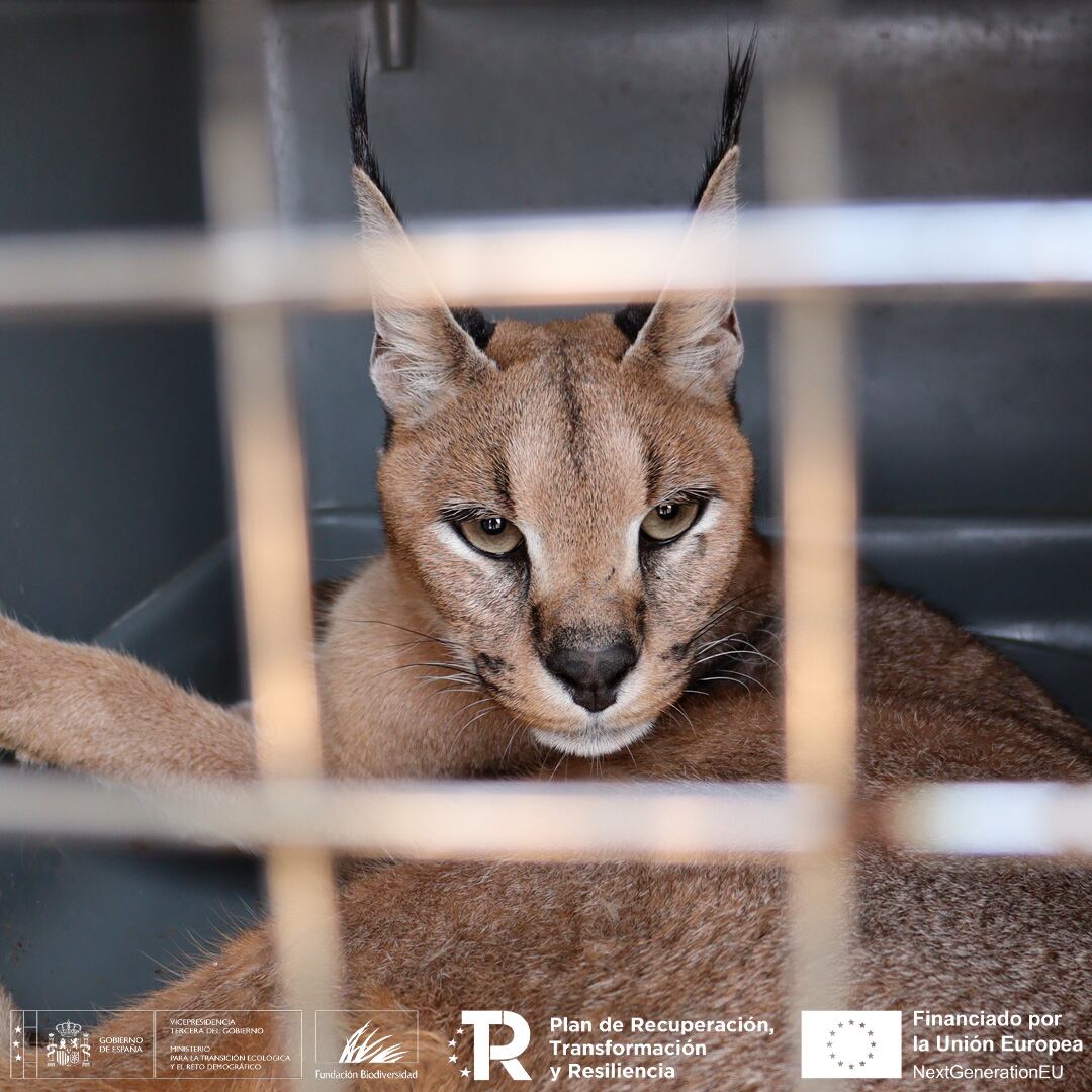 Caracal capturado