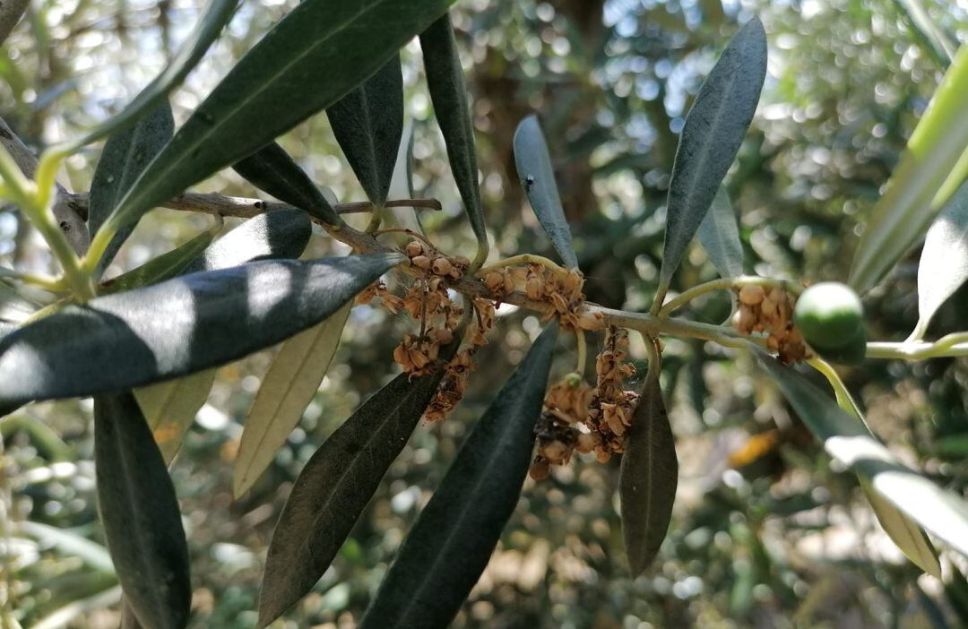 Este insecto puede ocasionar un auténtico desastre para la futura campaña de olivar 2020-2021