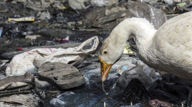 MUM06 BOMBAY (INDIA), 04/06/2015.- Un pato bebe en un vertedero de Bombay hoy 4 de junio de 2015. El 5 de junio se celebra el Día Internacional del Medio Ambiente. EFE/Divyakant Solanki