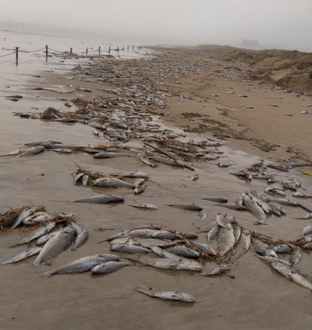 Peces muertos en la playa de Xeraco tras el temporal de mar 