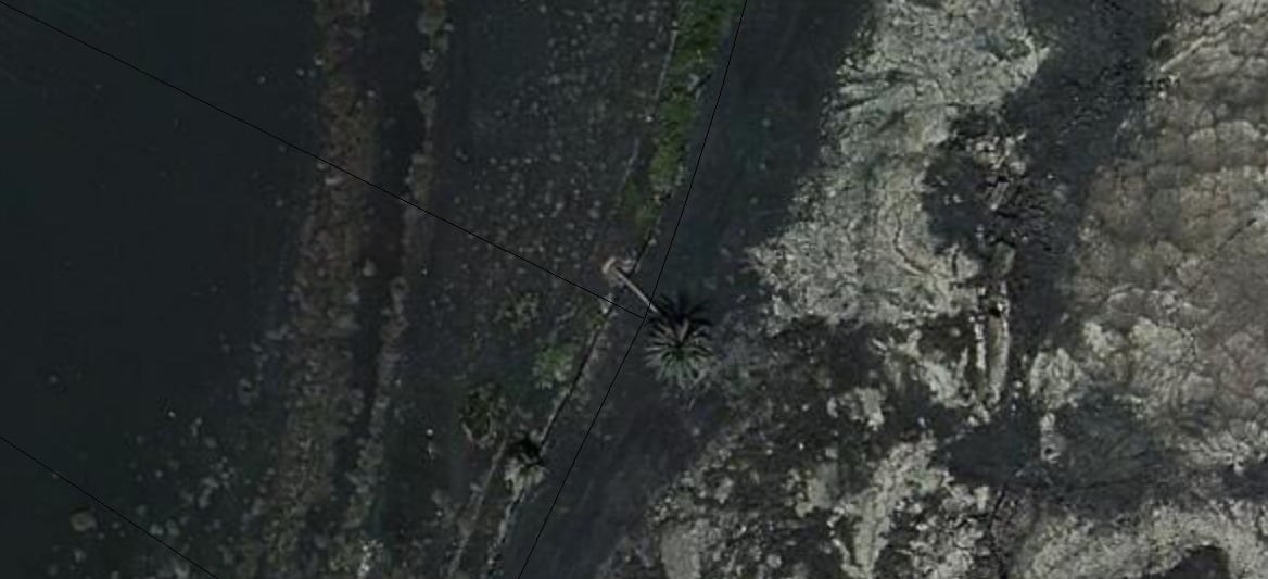 Imagen aérea de la palmera antes de ser cortada.