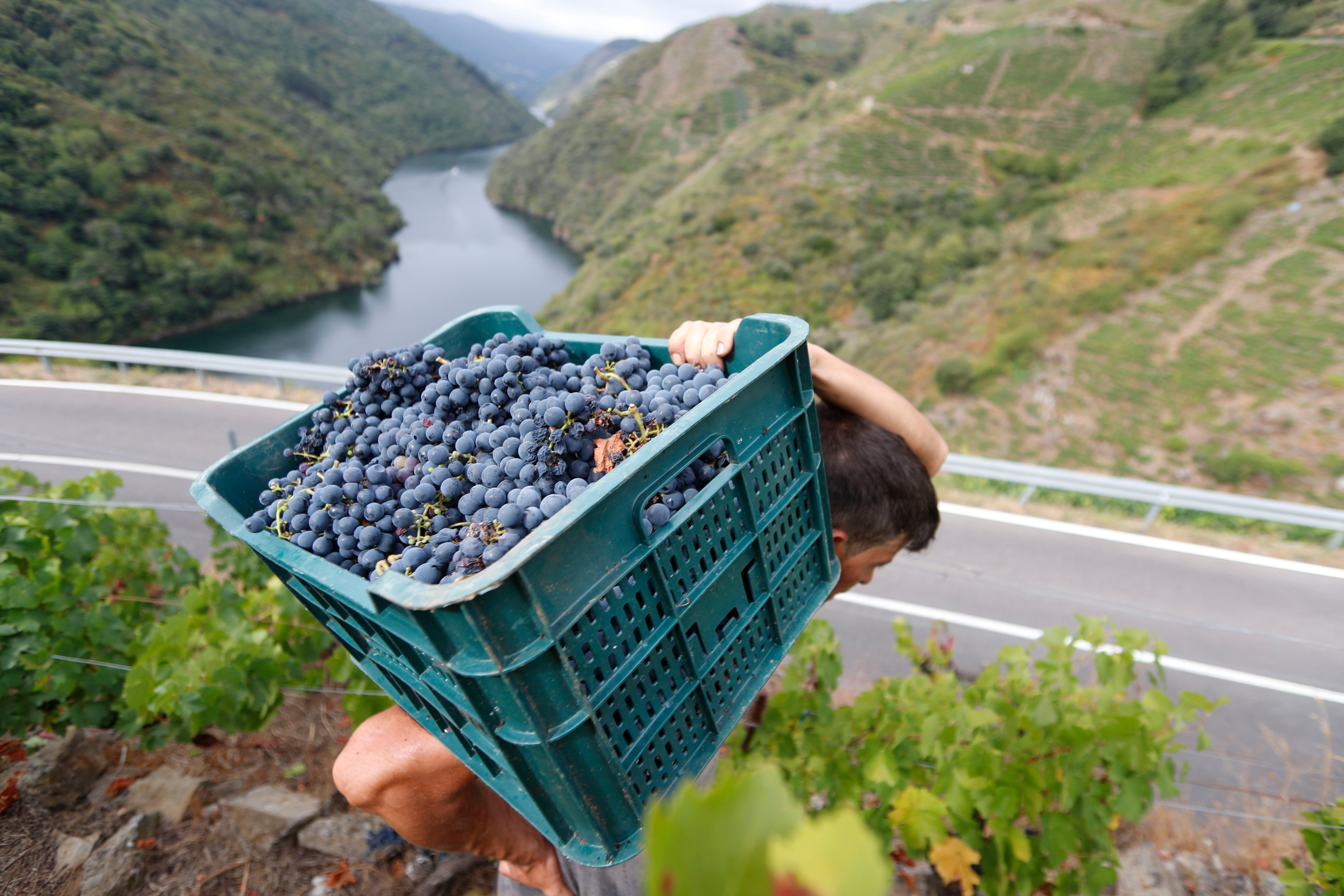 Uvas a pide de carretra. EFE/ Eliseo Trigo