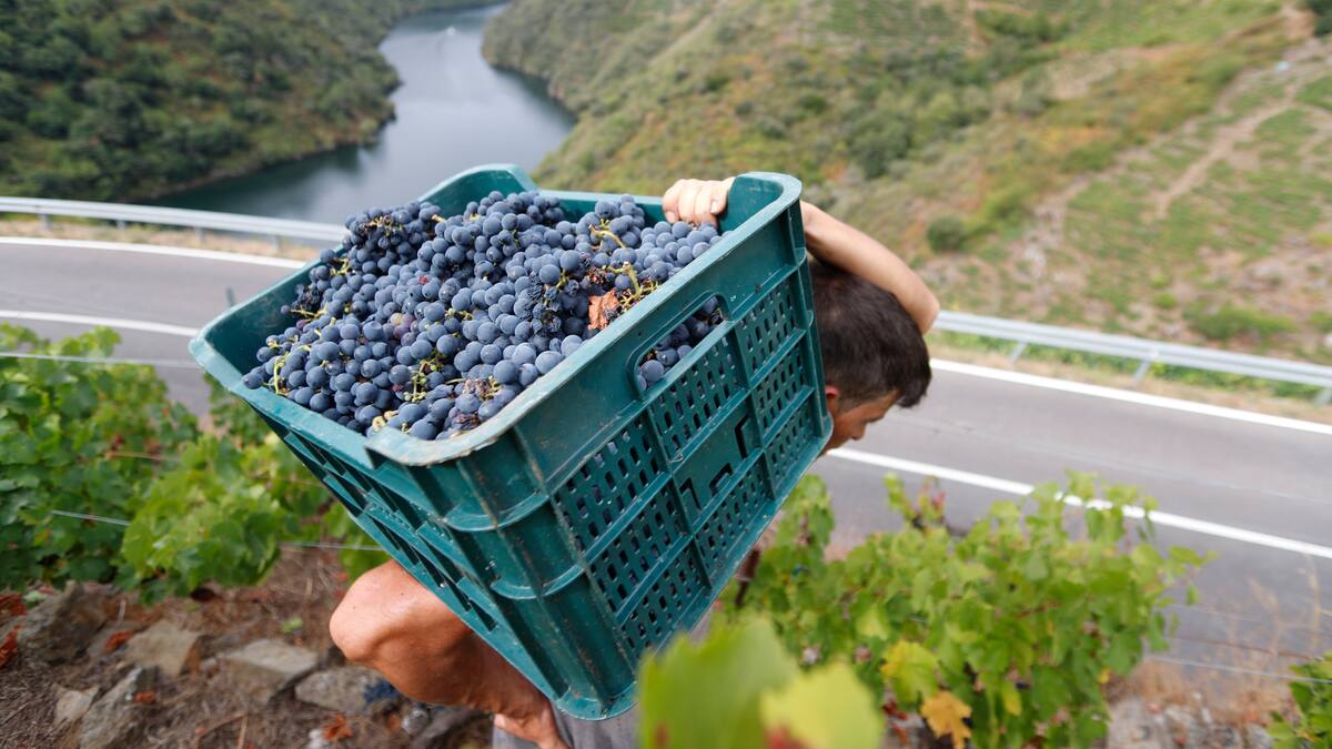 Expertos de California colaboran en una vendimia marcada por los incendios