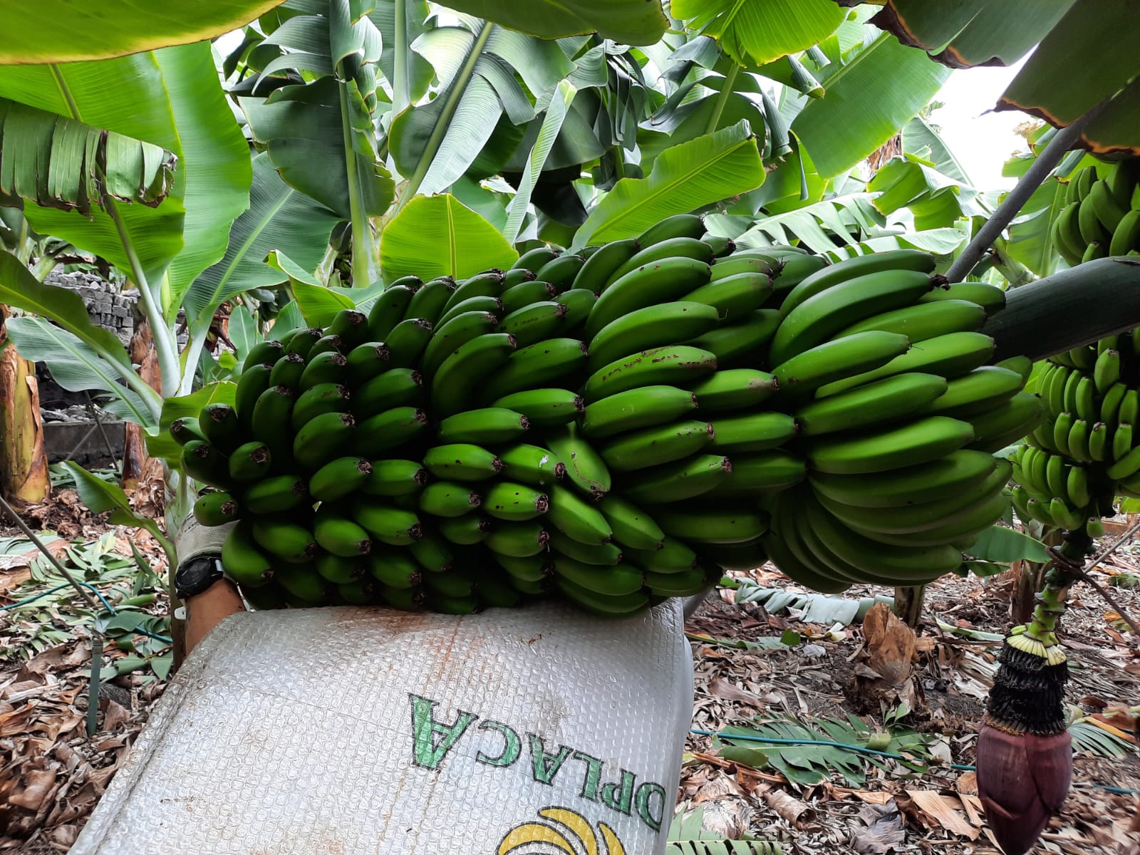 La última piña de plátanos que cortó Mónica González antes de la erupción del volcán de La Palma