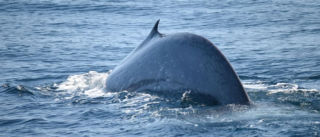 Ballena azul avistada en las Islas Cíes