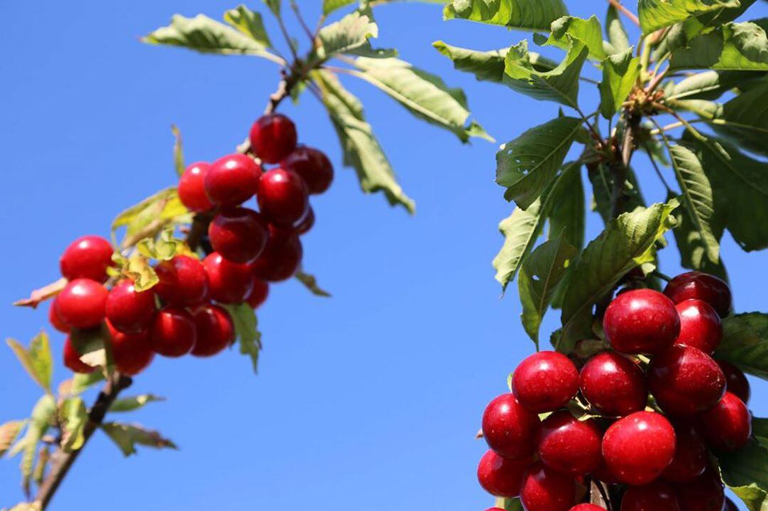 Los productores de la Montaña de Alicante han comenzado la campaña de la cereza.