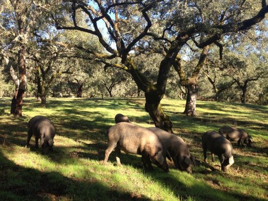 Cerdos ibéricos comiendo bellota en la Finca Montefrío.