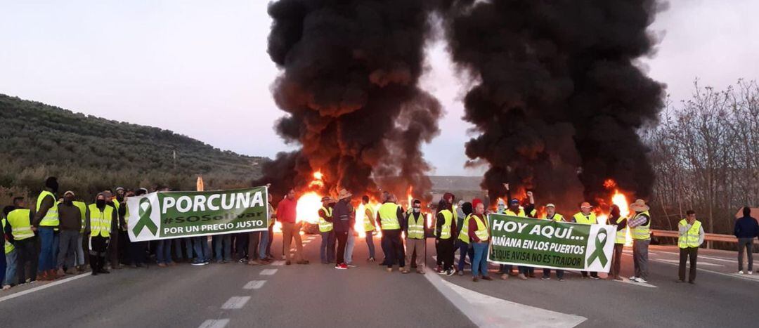 Olivareros protestan en la A-306 en Porcuna, cortando la vía.