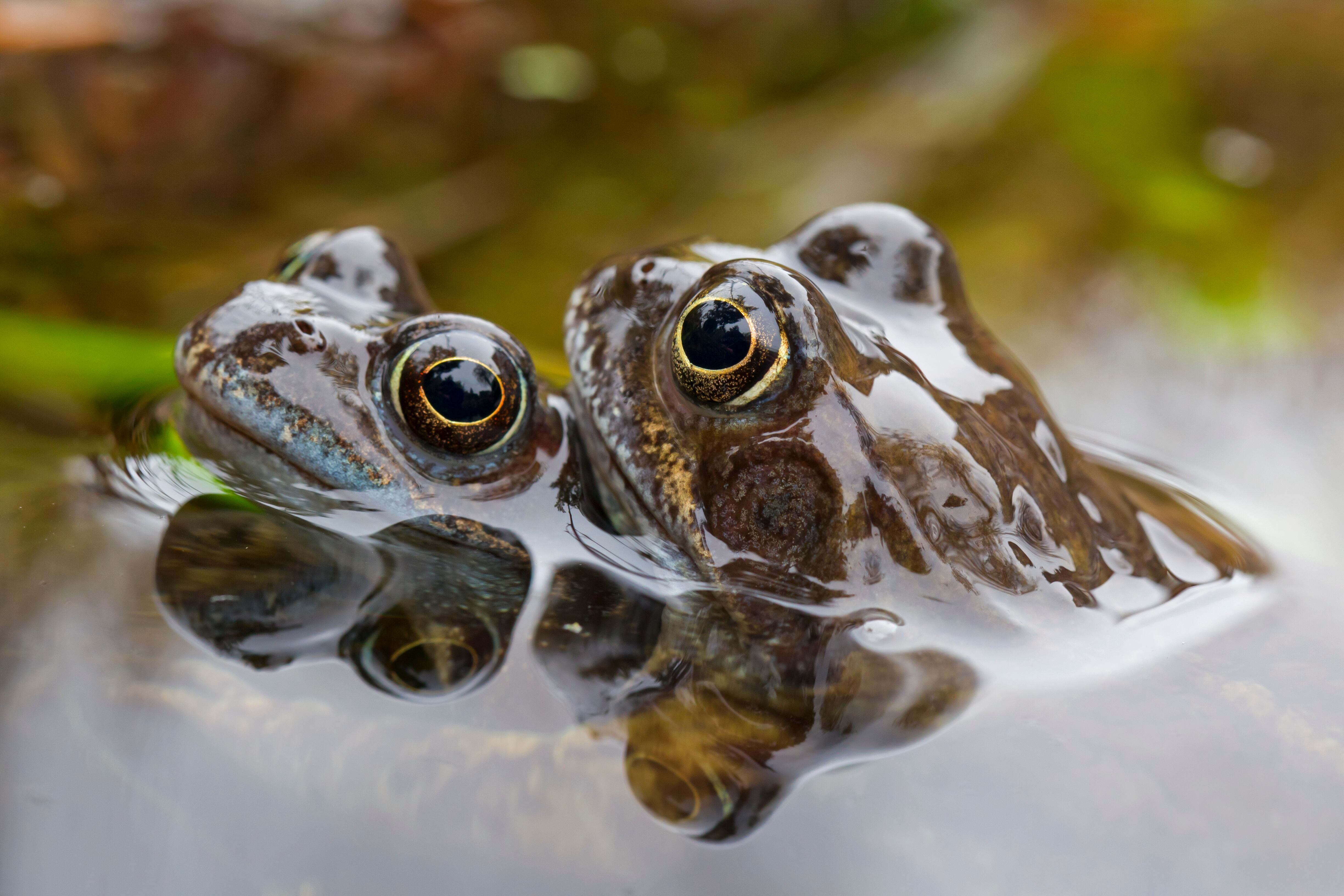 Dos ranas temporarias en el agua.