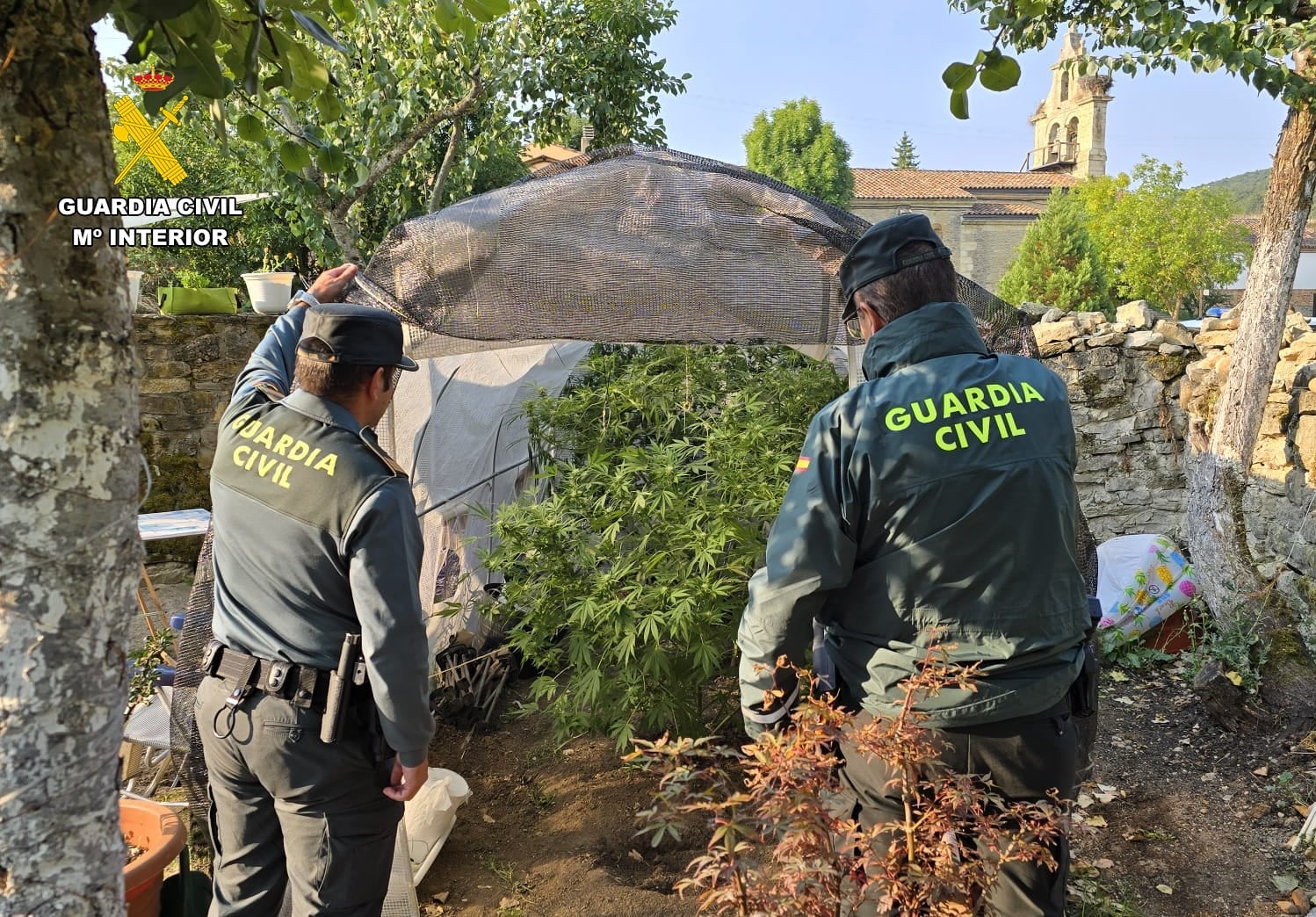 Detenidas dos personas por cultivar marihuana en Dehesa de Montejo, en Palencia