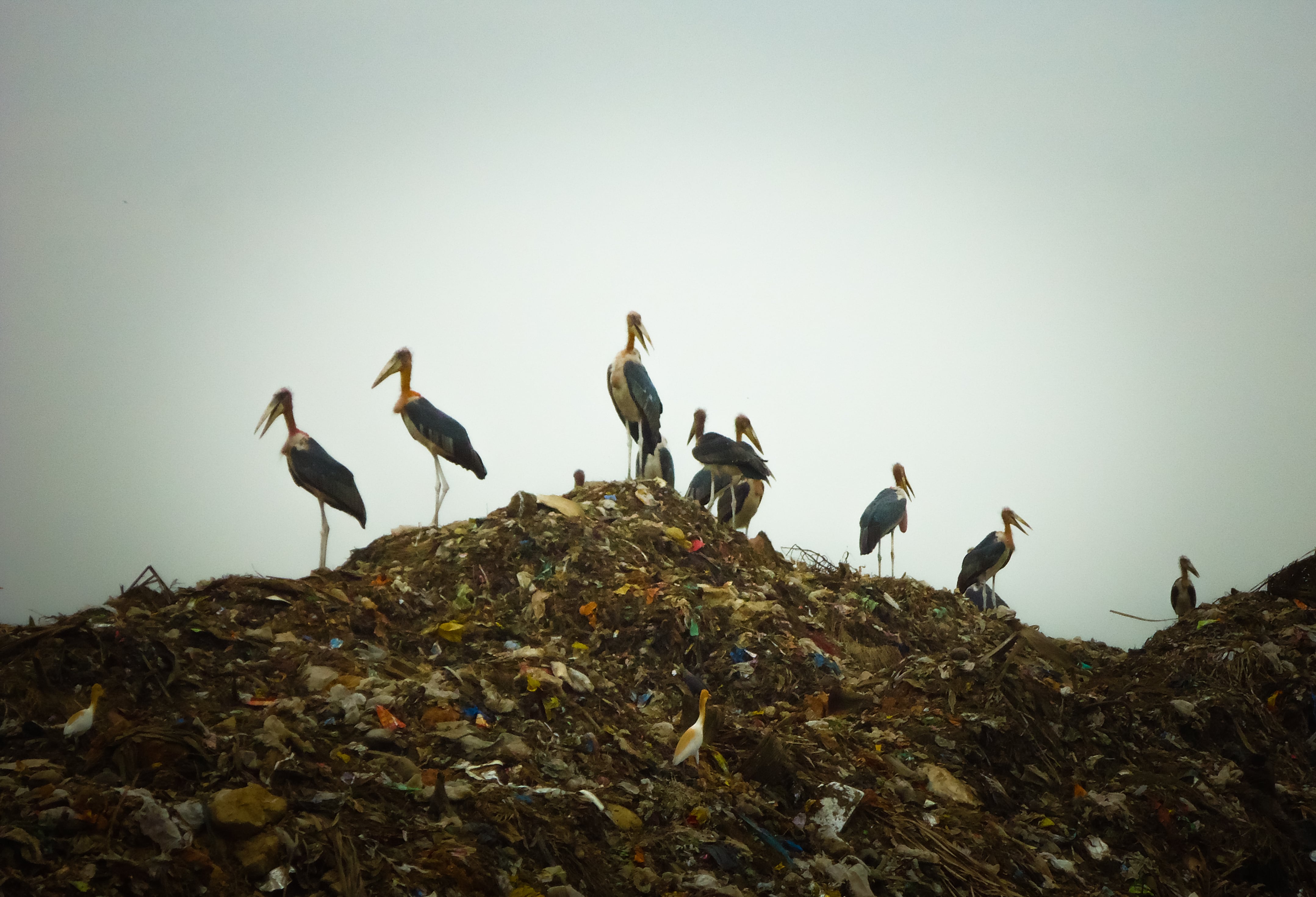 Cigüeñas en un vertedero
