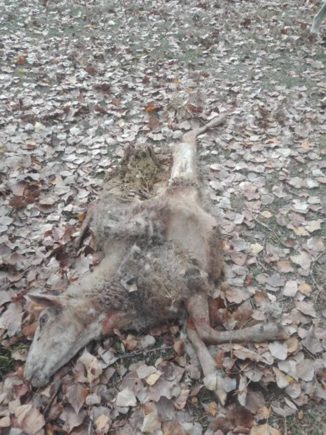 Otra de las ovejas víctima del ataque