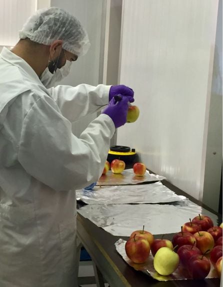 Un hombre manipula unas manzanas en uno de los laboratorios de la Universidad de Wageningen.